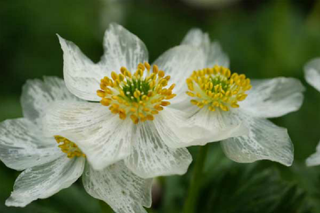 世中逢尔雨中逢花网名，世中逢尔雨中逢花微信昵称（一淋雨就变成透明水晶）