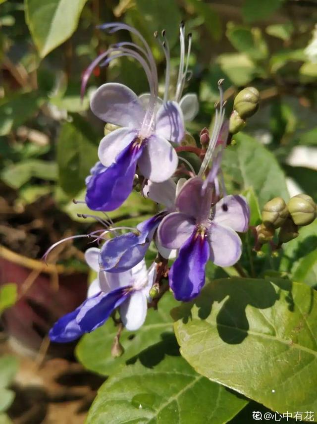 生僻唯美的花名，生僻唯美的花名四字（6种小众花）