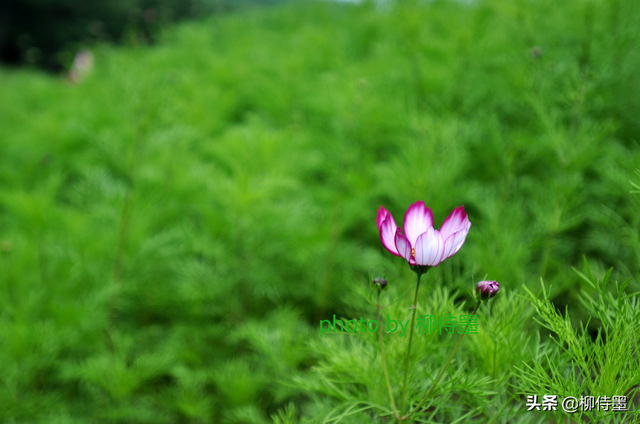 怎样把图片设为屏保，如何设置屏保图片（13张示例图片分享6个摄影技巧）