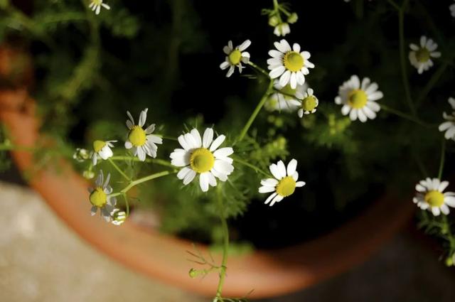 什么是洋甘菊，什么是洋甘菊纯露（在花盆里种花开灿烂的洋甘菊）