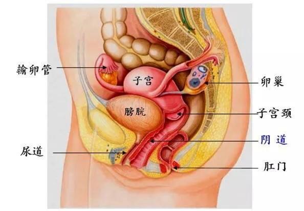 这样一番操作后,抵抗力较弱的小仙女就遭殃了——患上急性膀胱炎