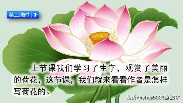 莲蓬的蓬是不是读轻声，莲蓬的蓬为什么读轻声（部编版语文三年级下册第3课《荷花》图文讲解）