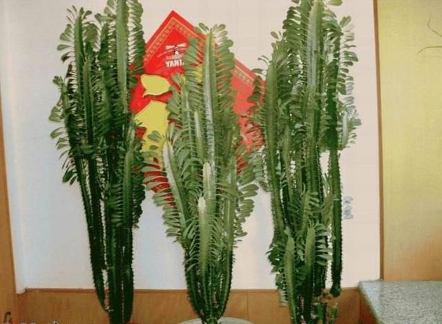 镇宅辟邪最厉害的花卉，人称“镇宅花”