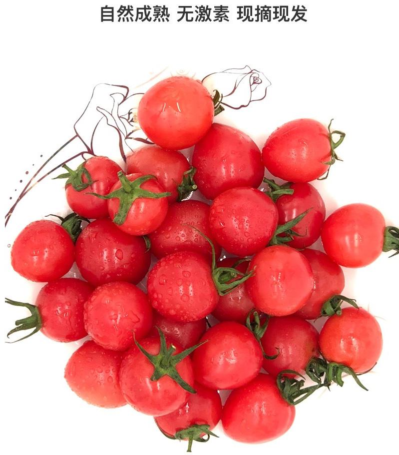 圖片[4]-圣女果的營養價值到底有多高？-起舞食譜網