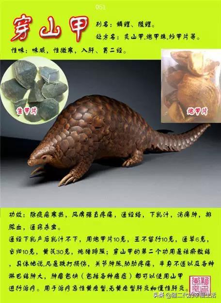 常见中草药图谱，中草药经典图谱（让你知道常用药都长啥样）