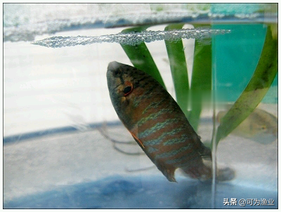 人工繁殖方法与流程，棒花鱼养殖（中国斗鱼如何人工繁殖）