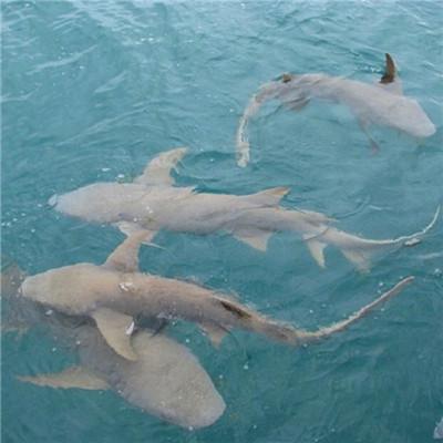 意境系列头像/2021系列头像微信，意境系列头像/2021系列头像（意境微信最吉利的图片好看头像）