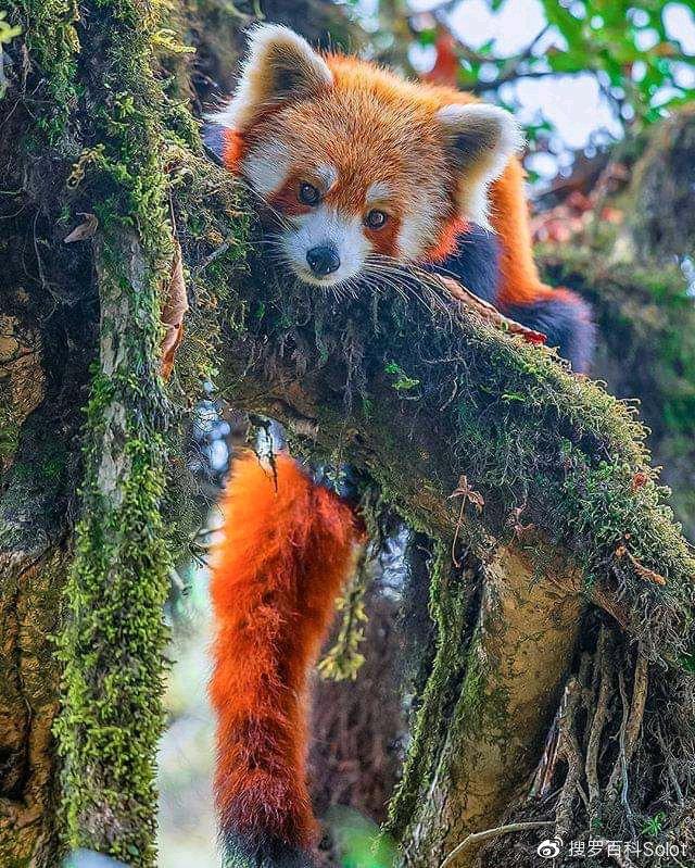 四川阿坝州地图，四川阿坝州地图全图（汶川地震12周年纪念）