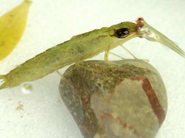 水里的小虫子叫什么，水上的小虫子叫什么（人称“吃鱼虎”危害极大）