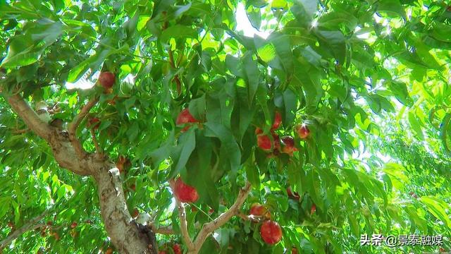 油桃含糖量高吗，油桃含糖量高吗（油桃“甜蜜”上市，等你来尝鲜）
