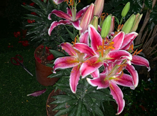 百合种球怎么种植，百合花种球的种植方法（百合花的最佳种植时间到了）