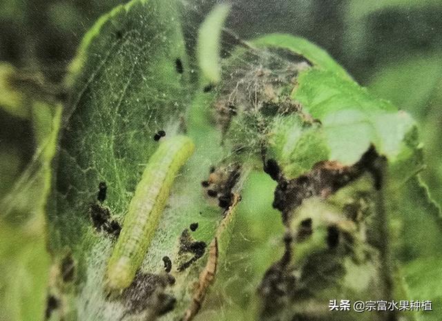 水果虫子到处飞怎么处理，水果虫子到处飞怎么处理视频（在果树叶片上看见有丝网与粪便）