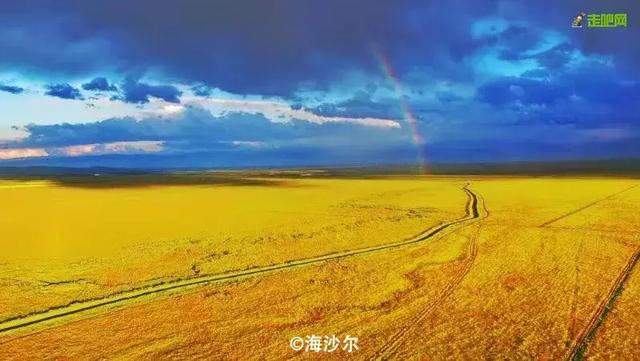 油菜花开的季节，适合家庭室内养的花与绿植（2019年全国油菜花开放时间表）