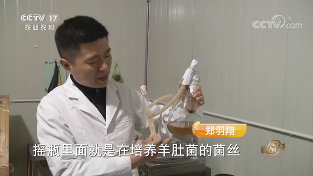 羊肚菌栽培技术，羊肚菌的种植方法和栽培技术是什么（亩产最高1000斤）