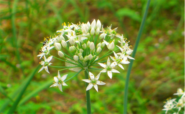 韭菜花是什么,韭菜花是什么味道(怎样种植才能高产)