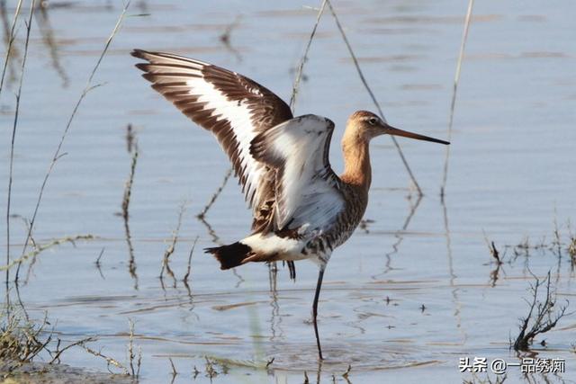 一个东一个鸟怎么读，一个东一个鸟怎么念（见过好多鸟名生僻字）