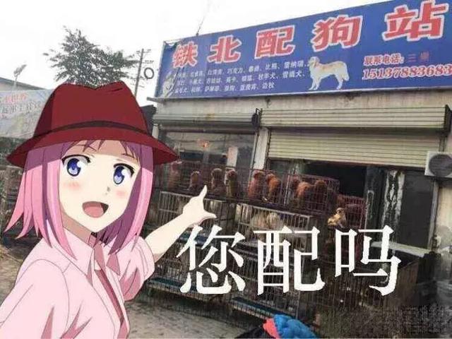 中国的国鸟是什么鸟,中国的国鸟是什么动物(绝大多数的人都不知道) 中国的国鸟是什么鸟,中国的国鸟是什么动物(绝大多数的人都不知道)