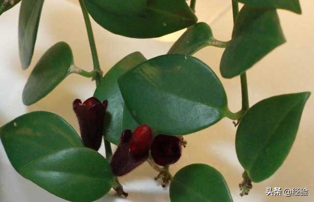 口红吊兰的养殖方法，口红吊兰好养吗（口红吊兰的养殖方法和注意事项什么时候开花掉叶子...）