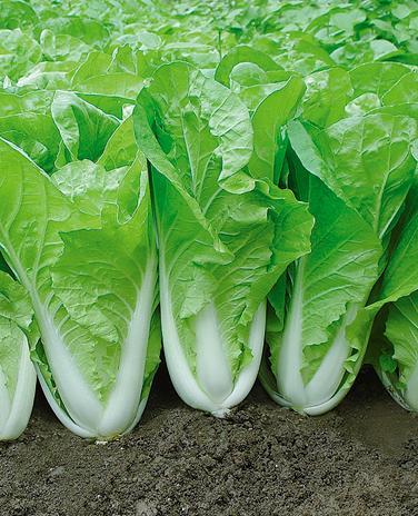 梦见麻雀是什么意思，女人梦见麻雀是什么意思（各种胎梦，你做过哪些呢）