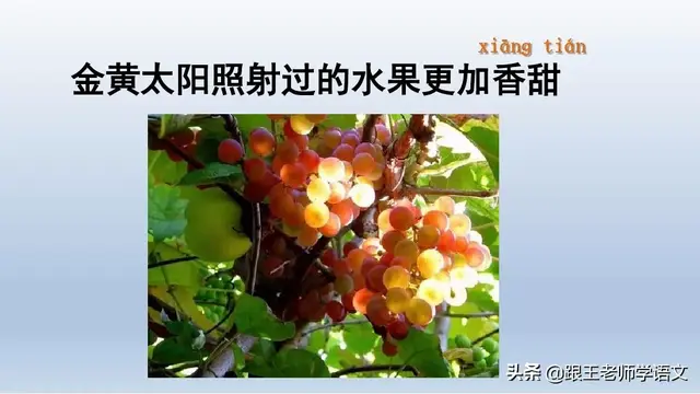 太多的拼音，太多的拼音怎么写的（部编语文一年级下册4、四个太阳+朗读+知识点+图文解读）