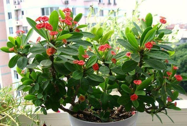 刺梅的养殖方法和注意事项，小叶刺梅的养殖方法和注意事项（有点“小危险”）