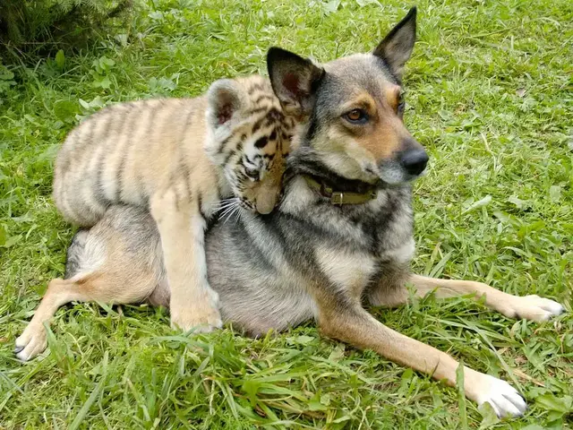 小狗图片，狗狗简直是动物界的交际花（小狗图片 卡通画）