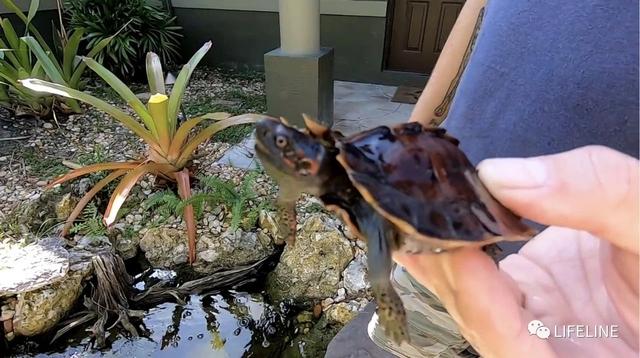 太阳龟资料概览，乌龟资料大全（美国TSA是怎么饲育国内已多年不见的太阳龟的）