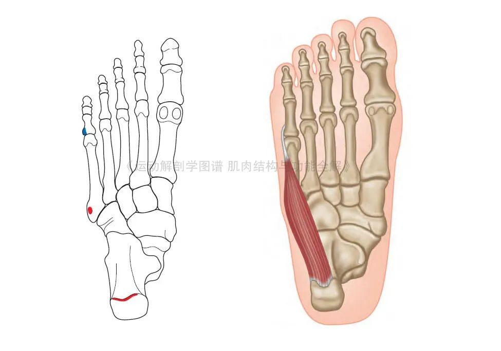 脚的各个部位详细图（足部肌肉解剖图解及展示）