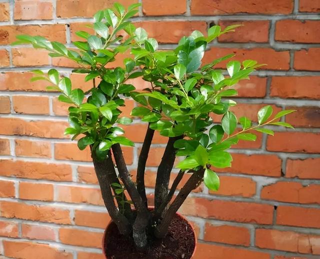 紫檀树  紫檀树花,"小叶紫檀"养护(小叶紫檀树图片)