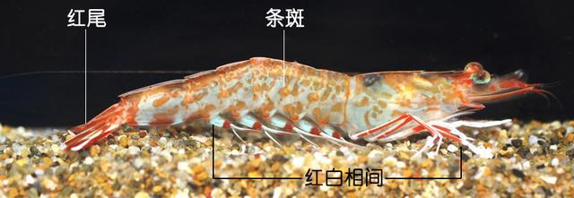 北极甜虾和普通虾的品种区别，如何鉴别对虾、罗氏虾、北极甜虾……一文解决“虾”认识