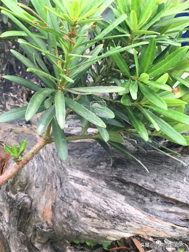 罗汉松盆景欣赏精品，海岛罗汉松——我的红颜知己