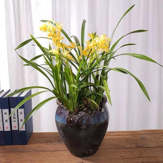 我国国花是什么花，中国国花是什么花（中国国花是什么花）