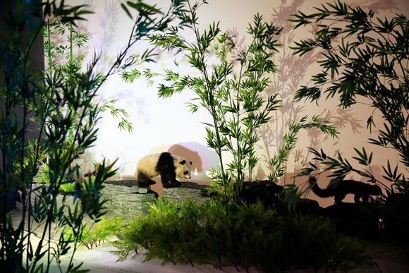 熊猫名字的来历是什么，大熊猫名字由来（来聊聊关于它名字的故事吧）