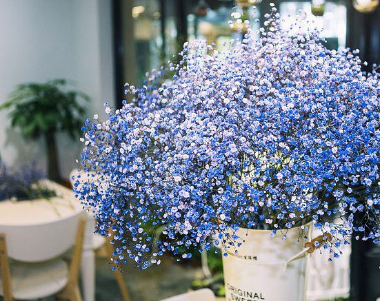 一年四季的花有几种花语，不同颜色寓意也不一样