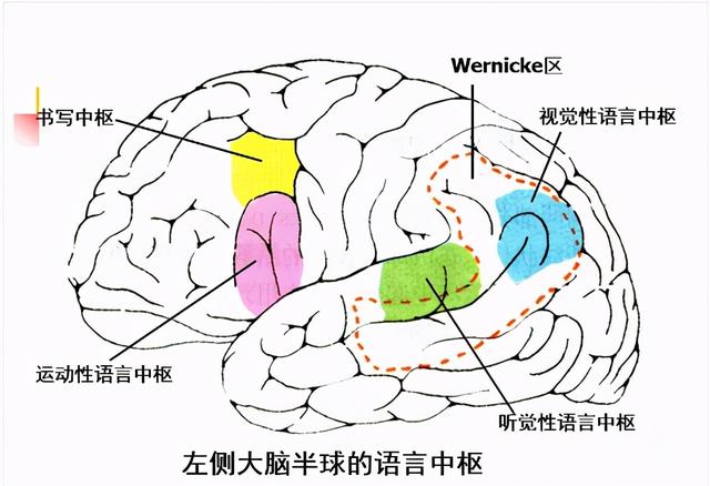 大脑杏仁体解剖图，高清大脑解剖图谱