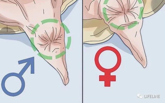 东锦龟怎样饲养，东锦龟的养殖（龟界传说级别的抗冻神仙）