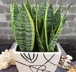 吸甲醛植物排名，室内植物盆景十大排名（为了家人健康转起来）