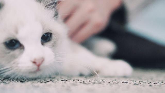 布偶猫头像微信，布偶猫头像（能吃两碗辣椒）