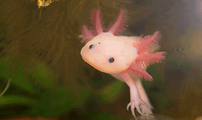 六角恐龙鱼学名叫什么，六角恐龙鱼又叫什么鱼（辟谣：六角恐龙终生幼态）