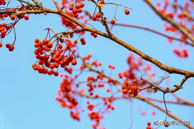 几处早莺争暖树下一句是什么，几处早莺争暖树下一句是什么古诗（几处早莺争暖树）