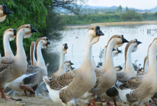 大品种的鹅有几种，大品种的鹅有几种图片（狮头鹅：鹅界“巨型选手”）