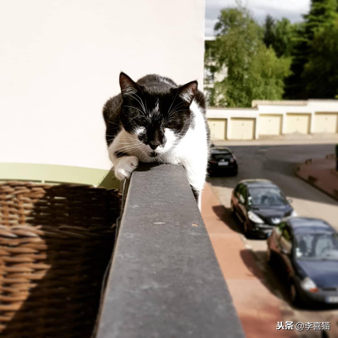 梦见猫吃鱼什么意思，做梦梦见猫吃鱼（饲养猫咪一定要封阳台或安装防护网）