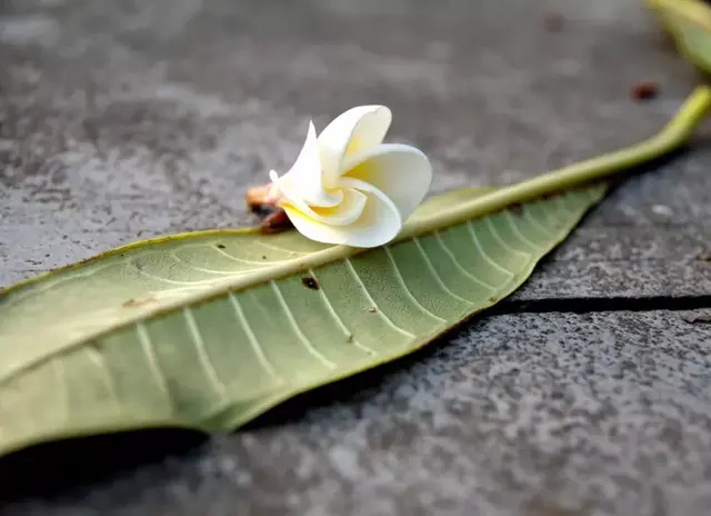 茉莉花的功效，茉莉花的功效与作用泡水喝的功效（因为它气机清灵啊）