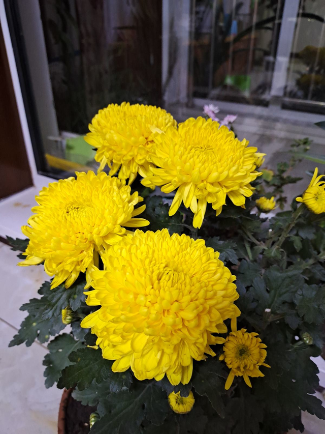 黄金菊怎么养，黄金菊用什么土种植（秋天养盆“俏姑娘”）