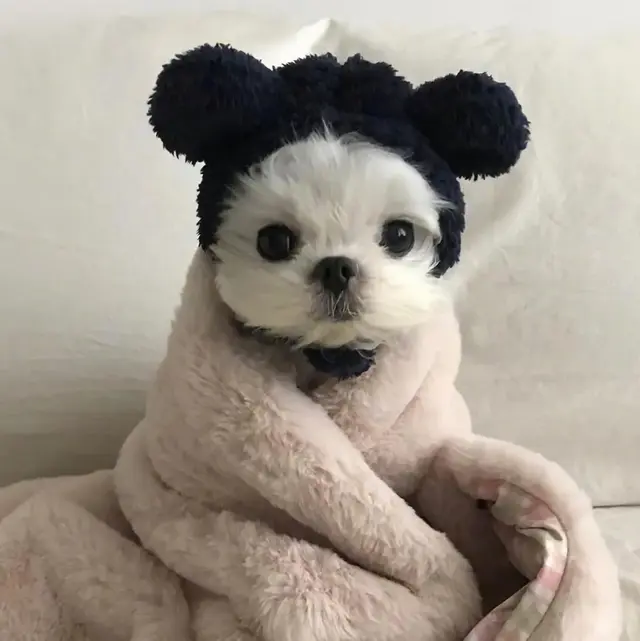 猫咪狗狗头像微信，猫咪狗狗头像（超可爱猫咪狗狗头像）