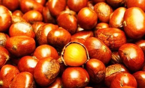 迁西板栗怎么辨别，迁西油栗和迁西板栗（千果之王——迁西板栗）