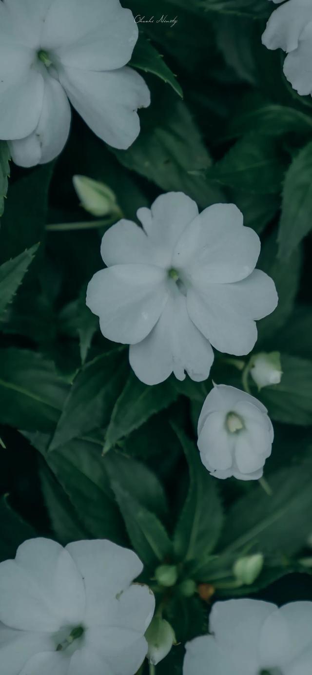 植物，微信头像，植物（清爽夺目的花花世界：）