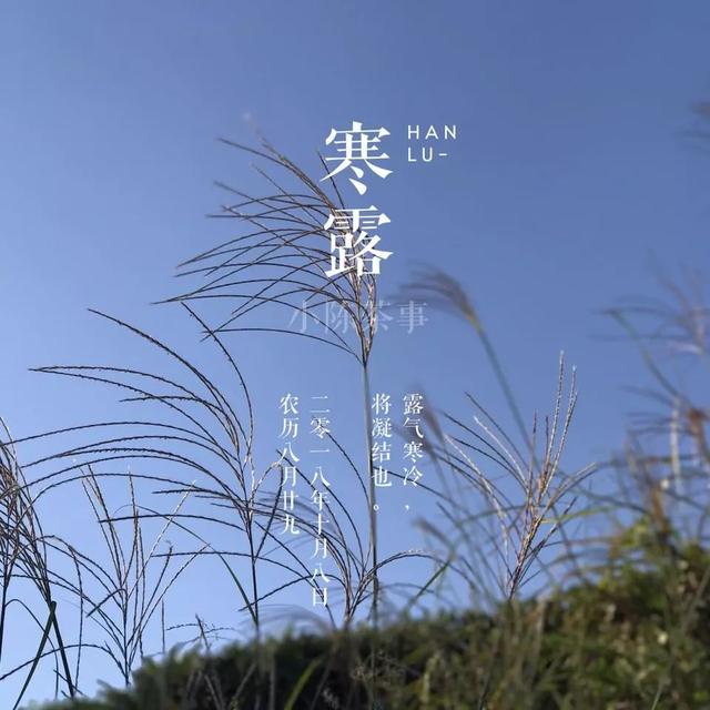 白牡丹茶怎么泡，白牡丹是什么茶（白茶春牡丹和秋牡丹）