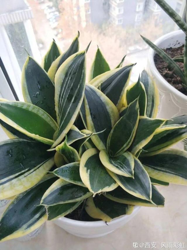 吸收甲醛的植物，哪种植物具有吸收甲醛的功能（净化空气最厉害）