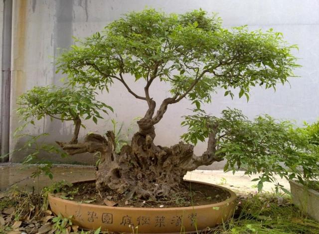 怎么种植黄荆树，黄荆树的生长环境（就能养成古朴苍劲的盆景）